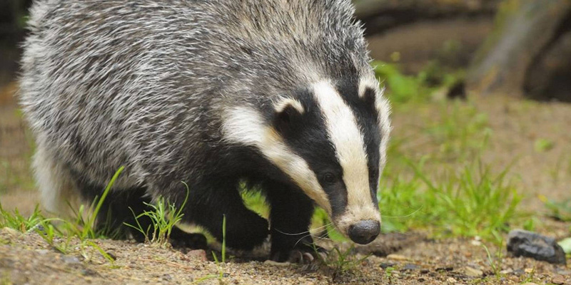 badger