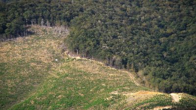 Deforestation on the Tasman coast