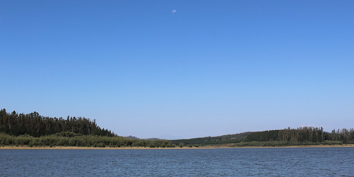 A reservoir lake viewed from near the surface, looking back at a shore of yellow sand backed by lush green trees