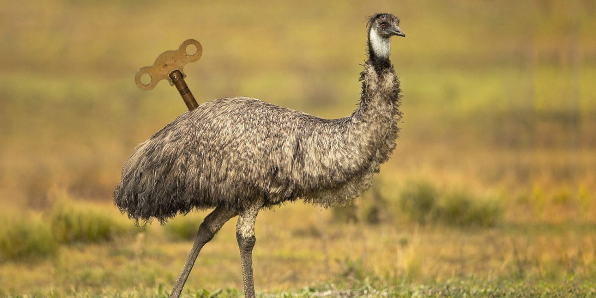 An emu in a field with a wind-up clock key on its back