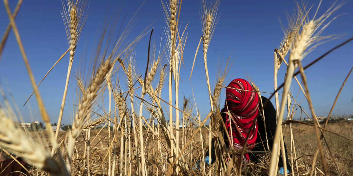 A Palestinian woman working in a wheat field